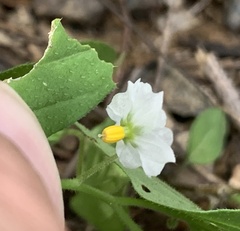 Solanum adscendens