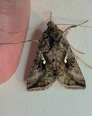 Autographa