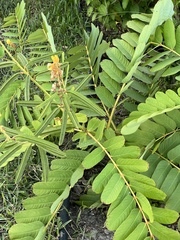 Senna alata