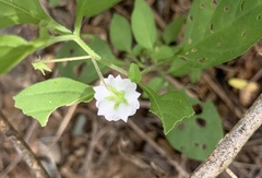 Solanum adscendens