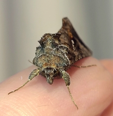 Autographa