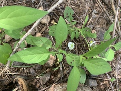Solanum adscendens