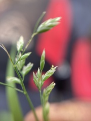 Poa