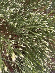 Baccharis sarothroides