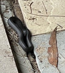 Cryptophis nigrescens