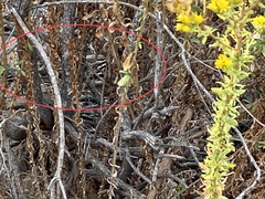 Geococcyx californianus