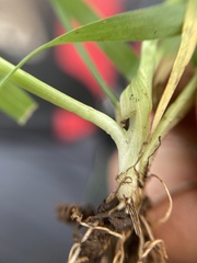 Poa