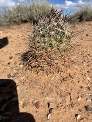 Pediocactus sileri