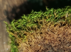 Tortella tortuosa
