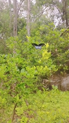 Papilio polymnestor