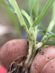 Poa