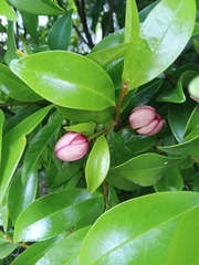 Magnolia figo