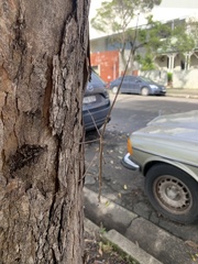 Ctenomorpha marginipennis