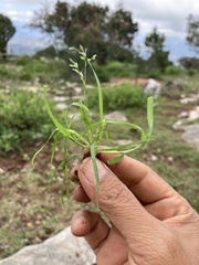 Poa