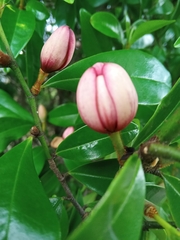 Magnolia figo