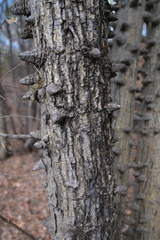 Senegalia nigrescens
