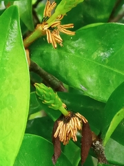 Magnolia figo