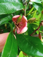 Magnolia figo