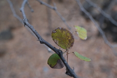 Senegalia nigrescens