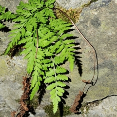 Woodsia obtusa