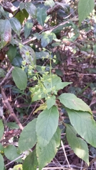 Syncolostemon