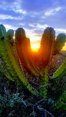 Myrtillocactus geometrizans