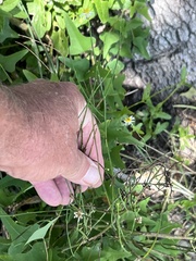 Chloracantha spinosa