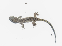 Cyrtodactylus