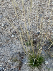 Agrostis exarata