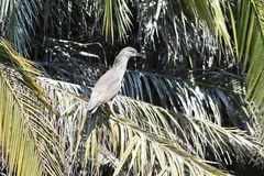 Nycticorax nycticorax