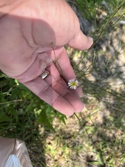 Chloracantha spinosa