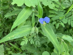 Commelina erecta