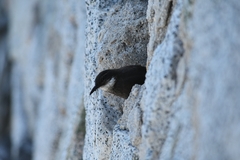 Cinclodes nigrofumosus