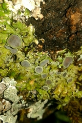 Physconia distorta