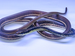 Dendrelaphis pictus