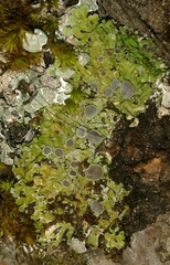 Physconia distorta