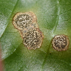 Cercospora meliae