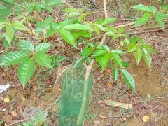 Handroanthus