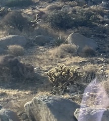 Cylindropuntia wolfii