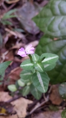 Hypoestes