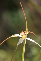 Caladenia fragrantissima