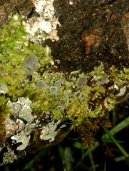 Physconia distorta