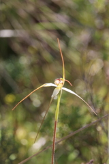 Caladenia fragrantissima