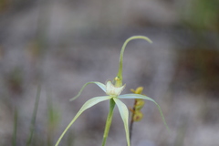 Caladenia fragrantissima