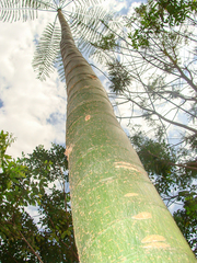 Schizolobium parahyba