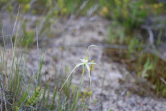 Caladenia fragrantissima