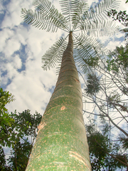 Schizolobium parahyba