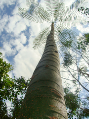 Schizolobium parahyba