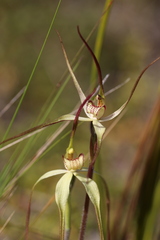 Caladenia fragrantissima