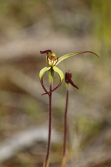 Caladenia